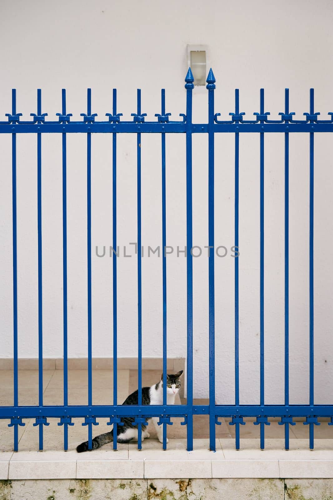 Tabby cat sits behind closed blue metal gate near white wall. High quality photo