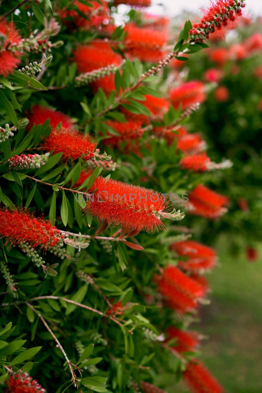 Large red callistemon flowers on a green bush. High quality photo