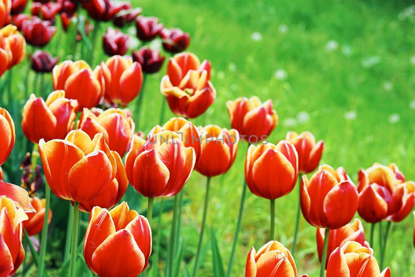 a bulbous spring-flowering plant of the lily family, with boldly colored cup-shaped flowers.