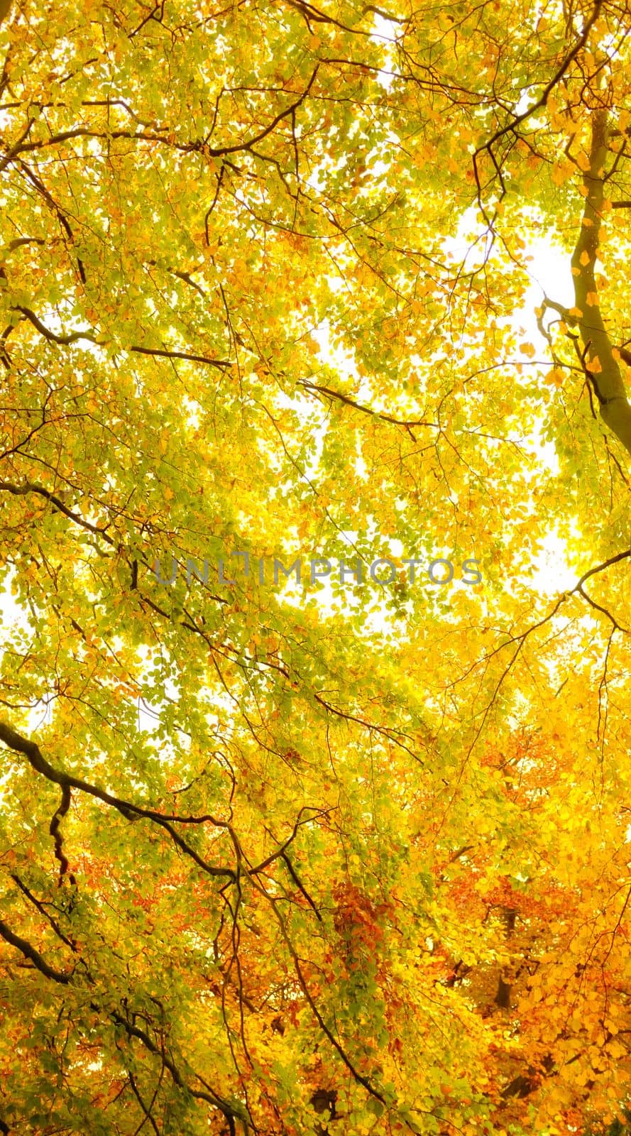 A photo of Autumn forest and sun.