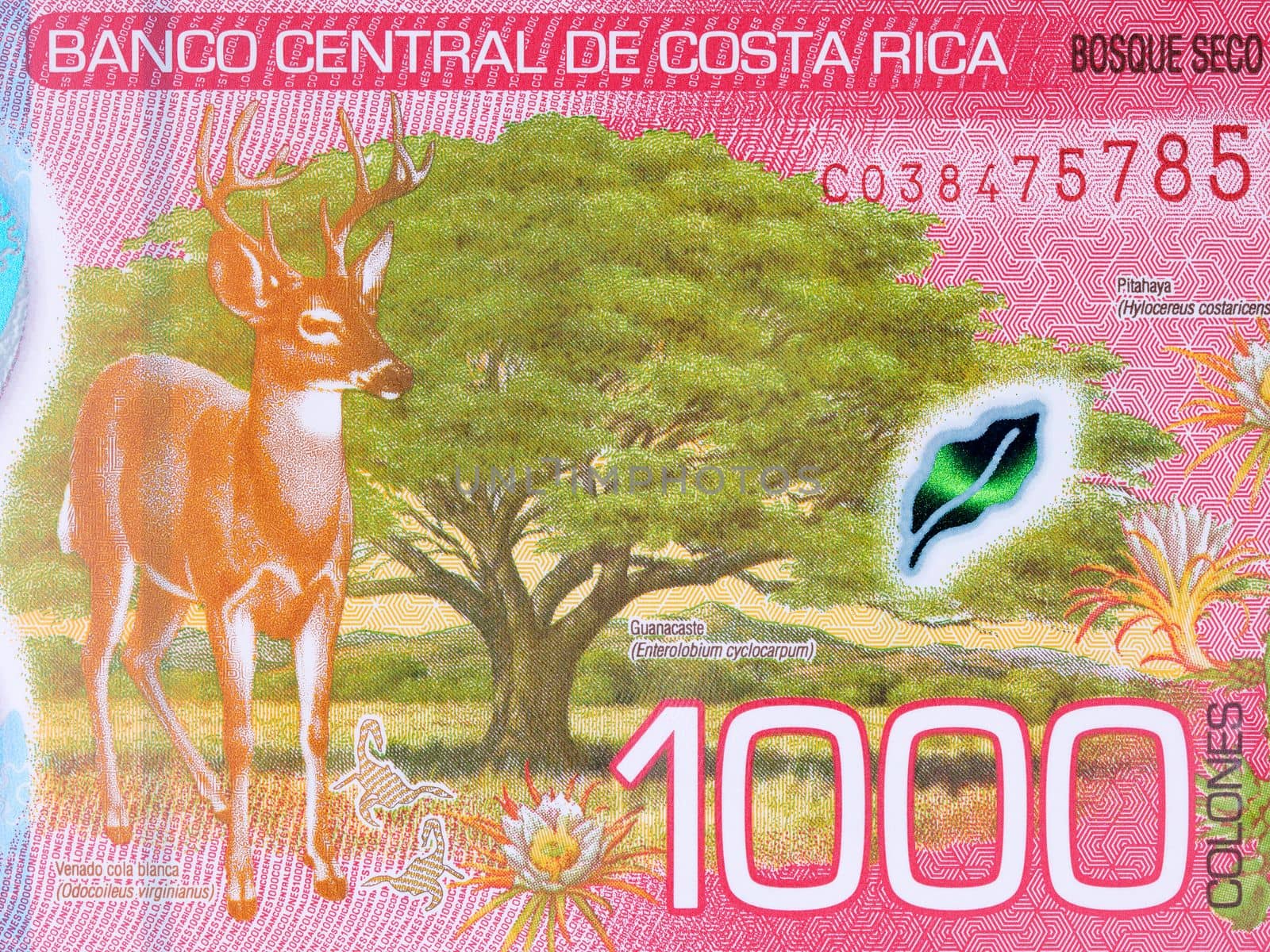 Dry forest and White-tailed deer from Costa Rican money by johan10
