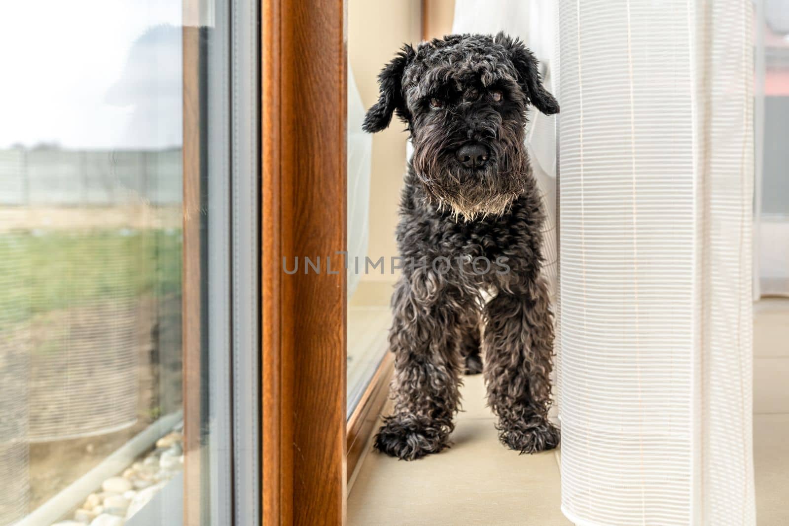 small black dog by the window with curtains in the house, schnauzer.