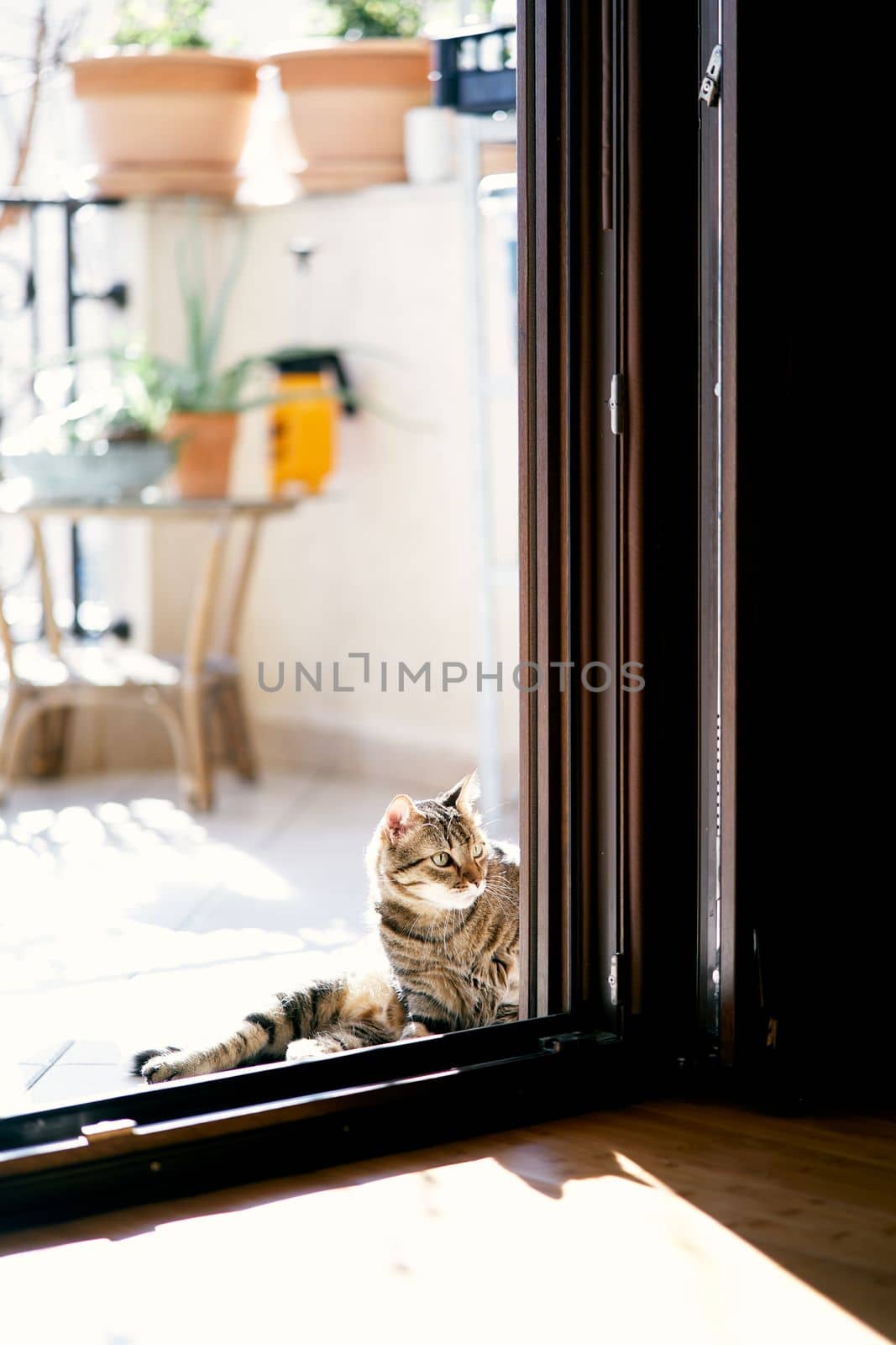Tabby cat sits in the courtyard at the open door to the house and looks into the room against the backdrop of a coffee table and flowerpots. Close-up. High quality photo