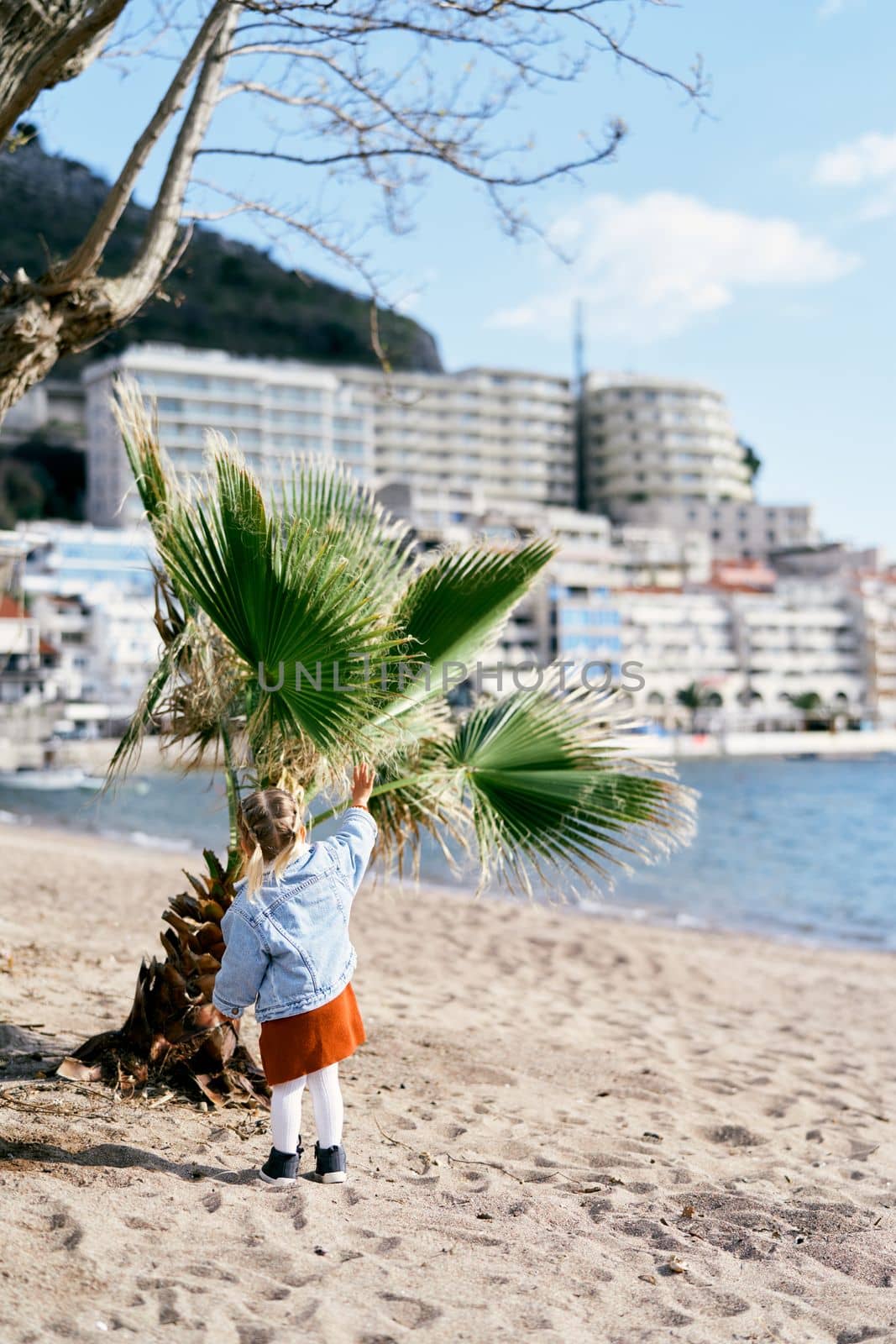 Little girl in a dress and denim jacket reaches out to a palm tree on the beach in Rafailovici, Montenegro. Back view. High quality photo