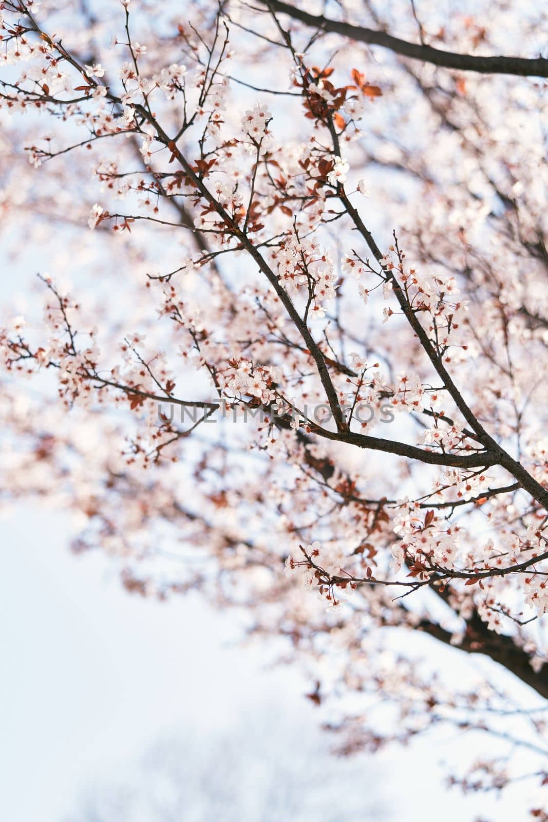Tree blooming with pink flowers in spring. Close-up. High quality photo