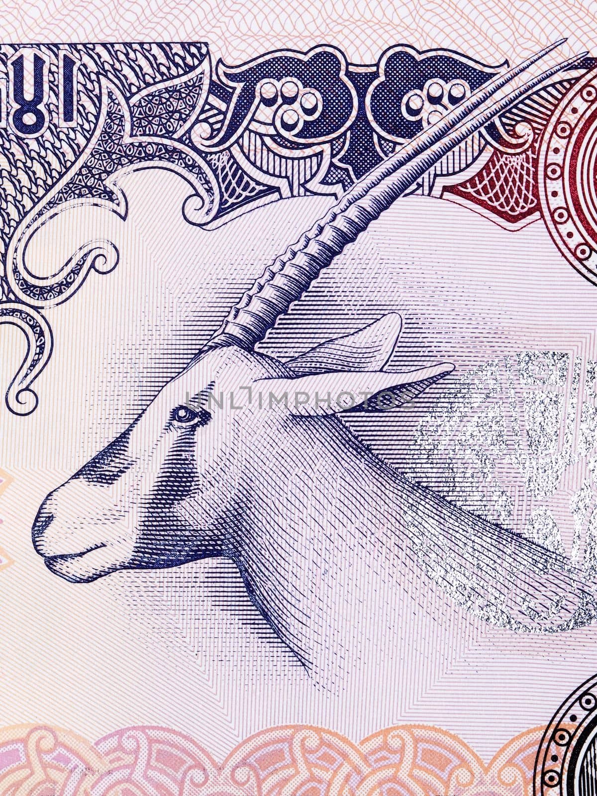 Oryx antelope from United Arab Emirates money	 by johan10