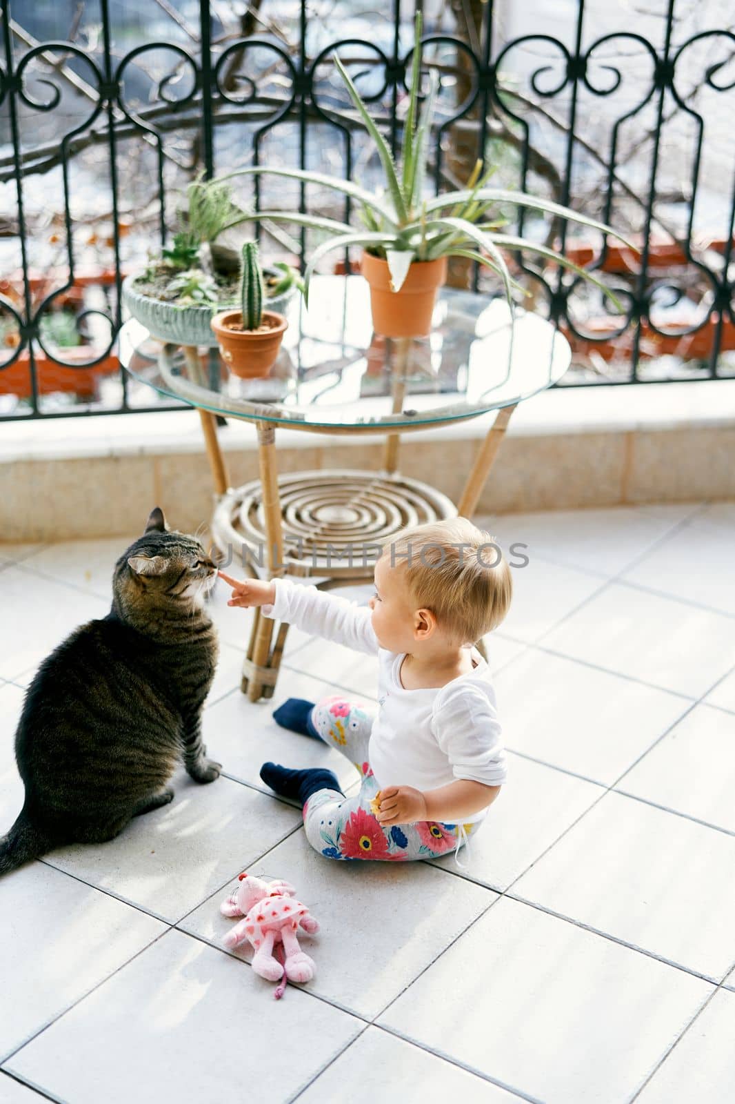 Small kid sits on the balcony near a table with flowerpots and pokes a finger in the nose of a tabby cat. High quality photo