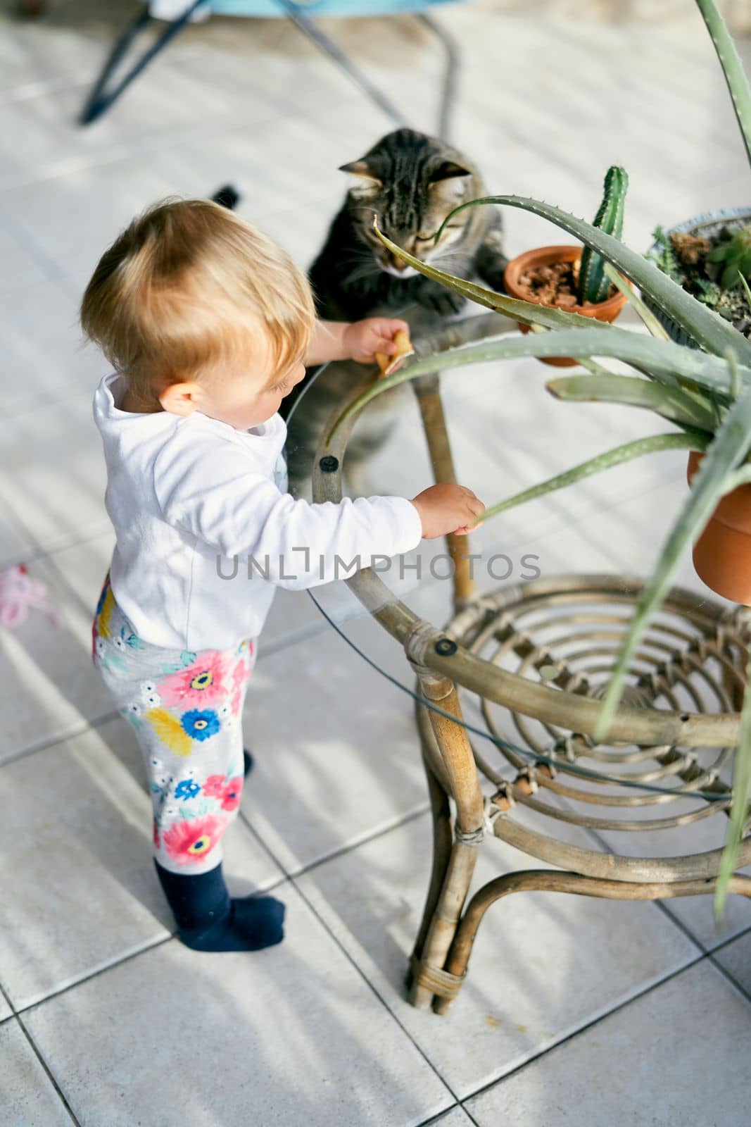 Small child stands on the balcony at a table with green flowerpots and holds a cookie in his hand. There is a tabby cat nearby. High quality photo