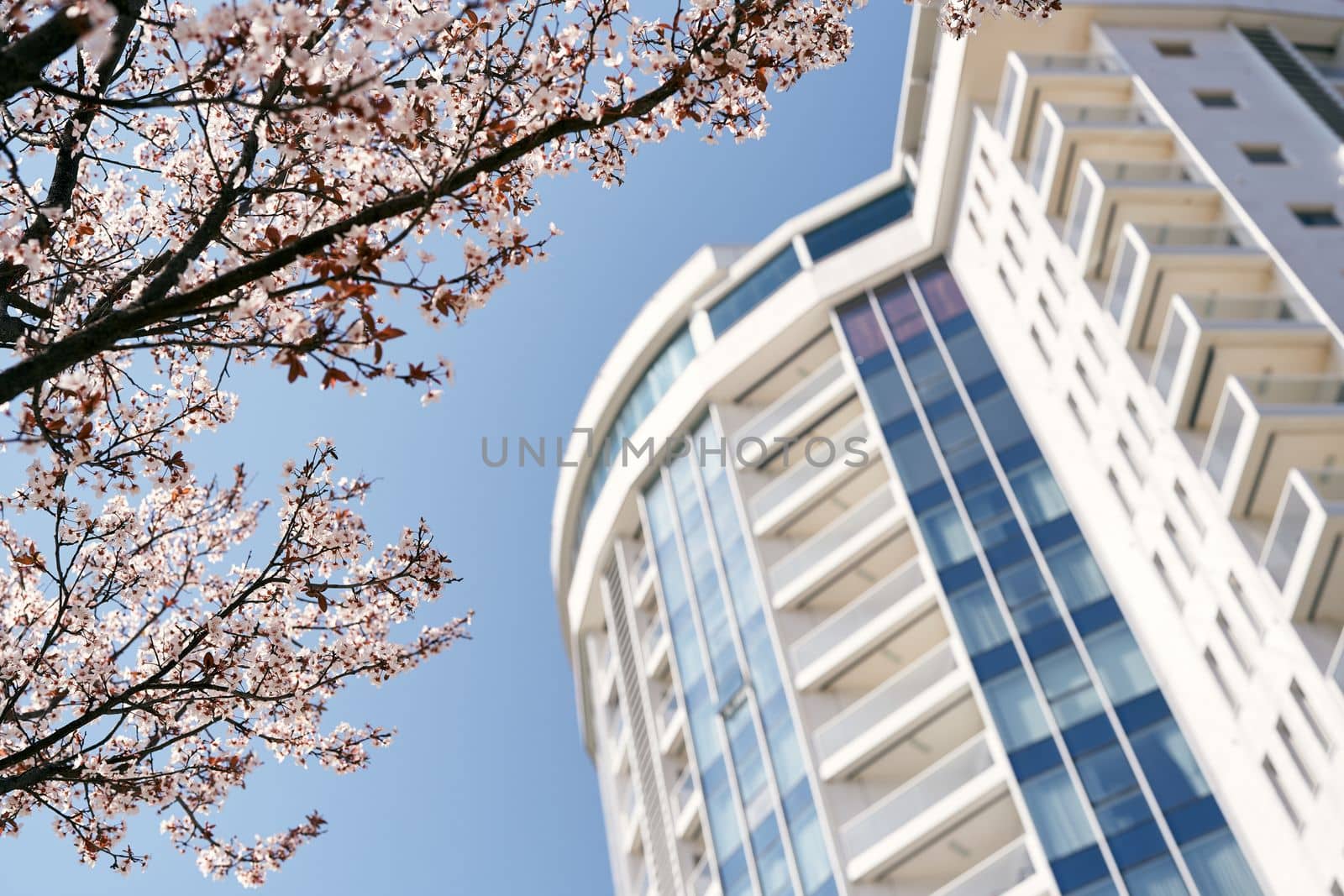 Blooming pink branches against the blue sky near a beautiful multi-storey building. Close-up. High quality photo
