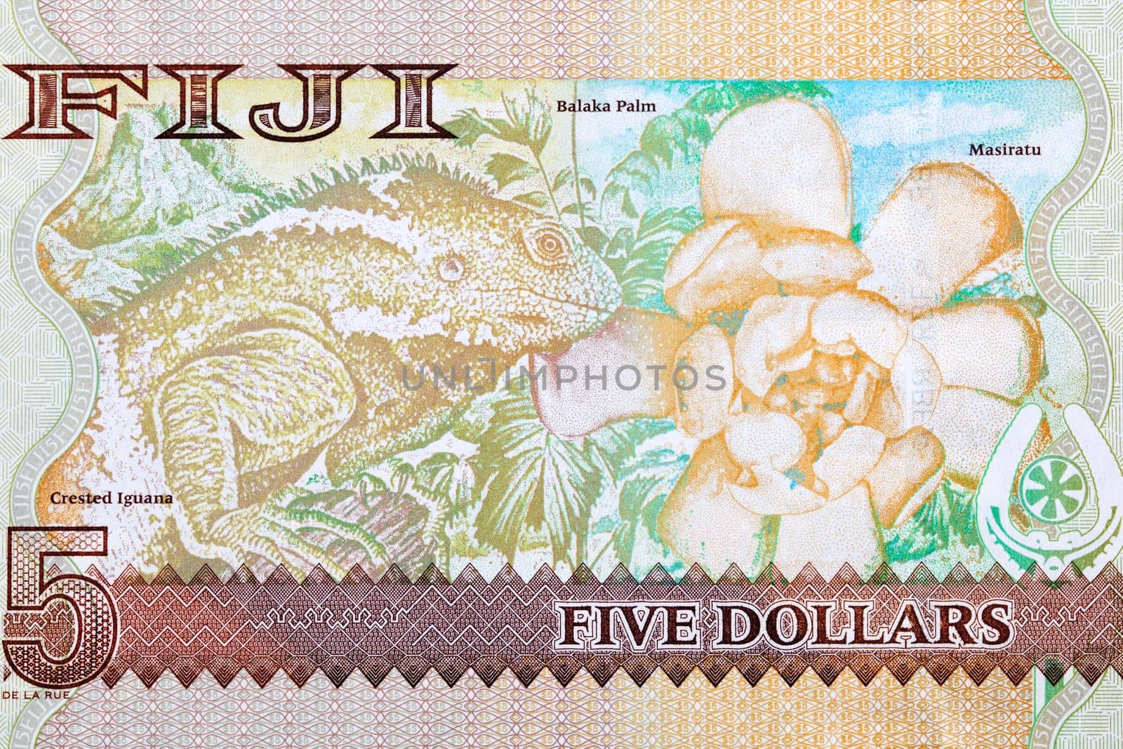 Iguana and Balaka palm from Fijian money by johan10