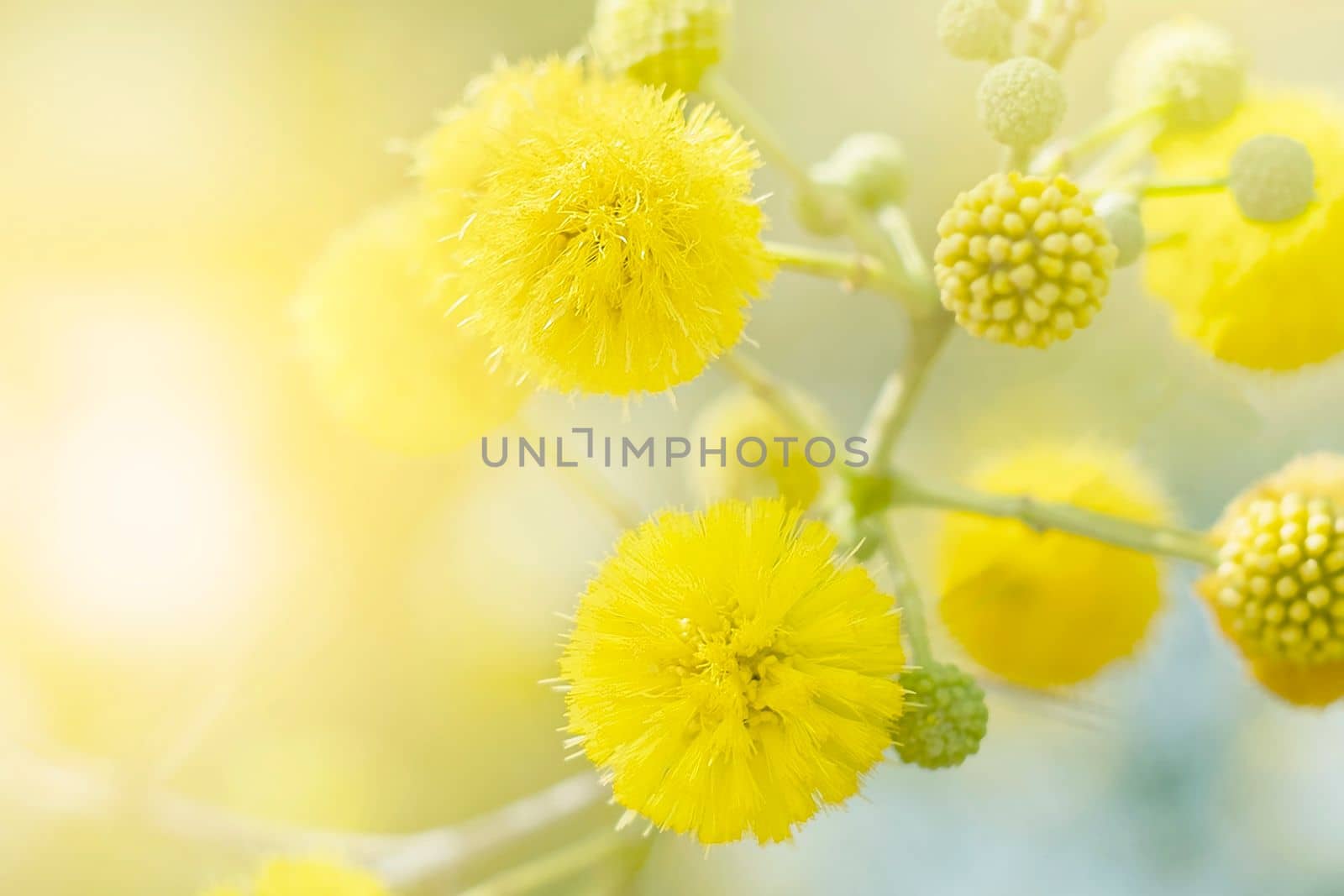Blooming yellow mimosa close up on a light background.