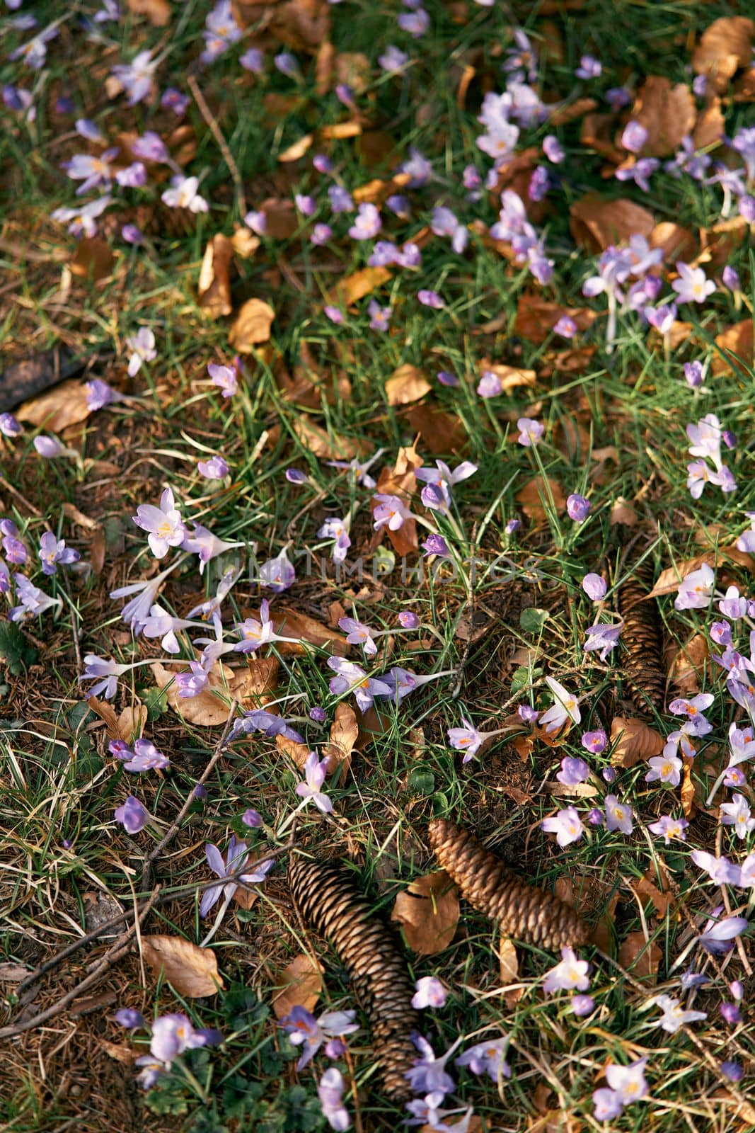 Fir cones lie on the green grass among the purple-blooming wildflowers and fallen dry leaves. Close-up. High quality photo