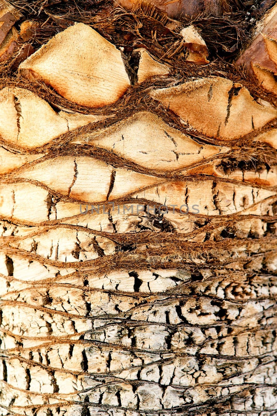 Brown old palm tree trunk texture. Close-up by Nadtochiy