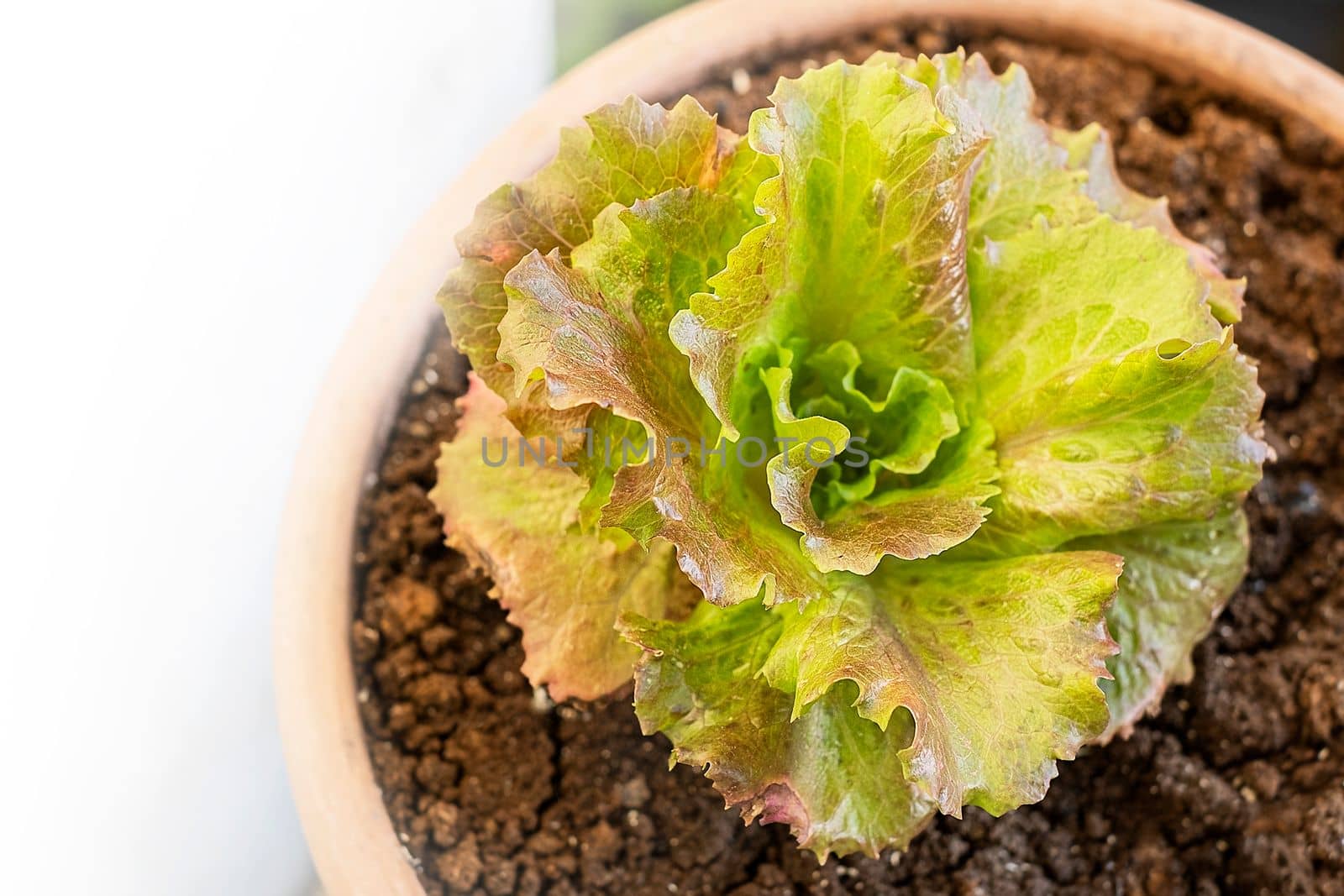 Growing salad at home. Close up of growing green salad in a flower pot. Top view
