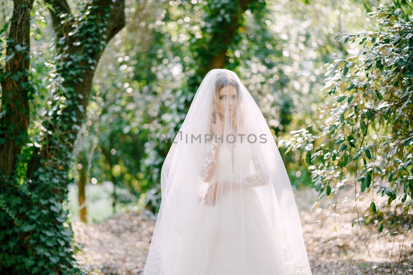 Bride in a white lace dress, covered with a veil, stands among the ivy-covered trees . High quality photo