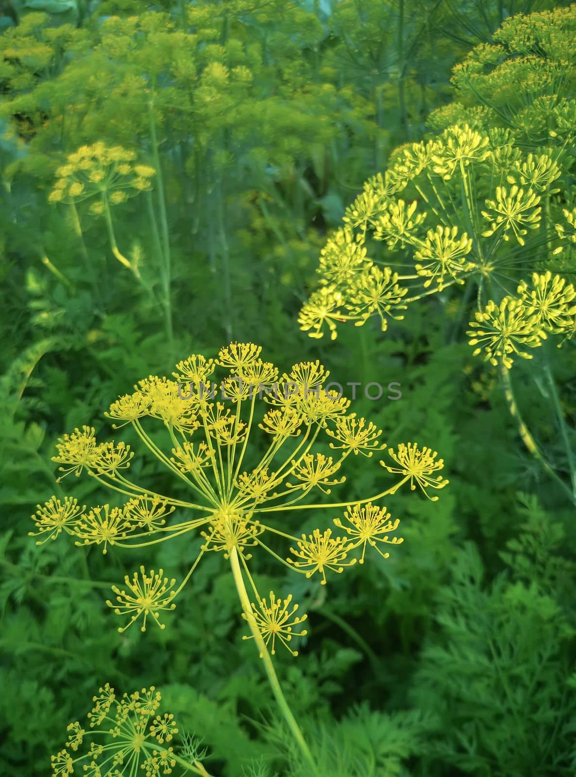 Sprigs of dill with inflorescences of seeds are covered with dew drops. Presented close-up.