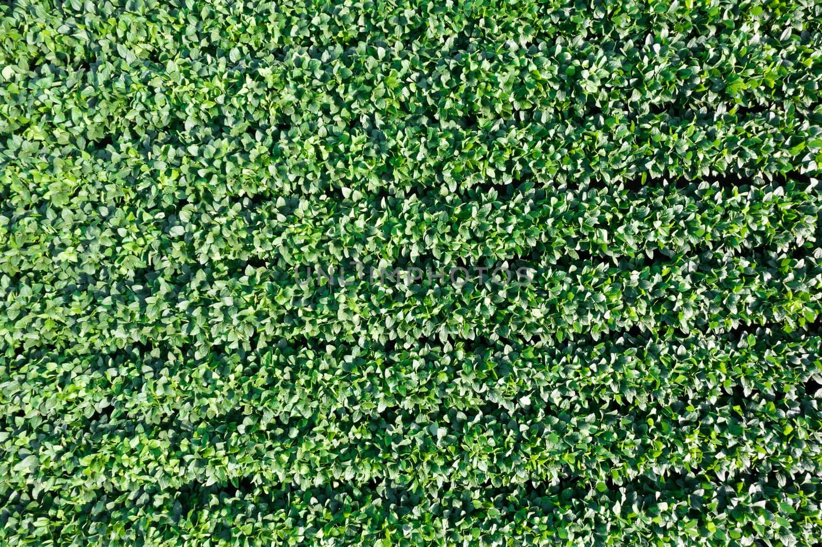 Aerial view of a field dedicated to soybean cultivation by fotografiche.eu