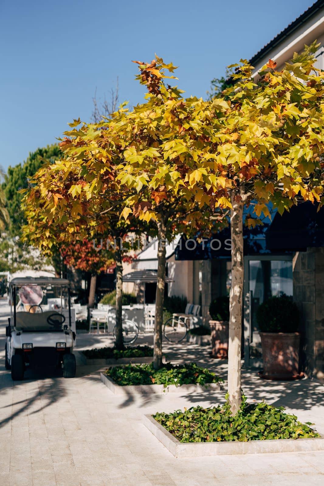 White golf cars are parked under trees with yellow leaves. Porto. Montenegro. High quality photo