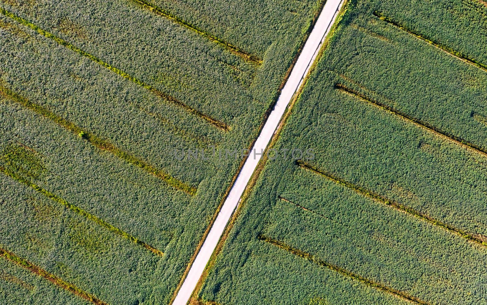 Aerial photographic documentation of a field dedicated to the cultivation of soybeans