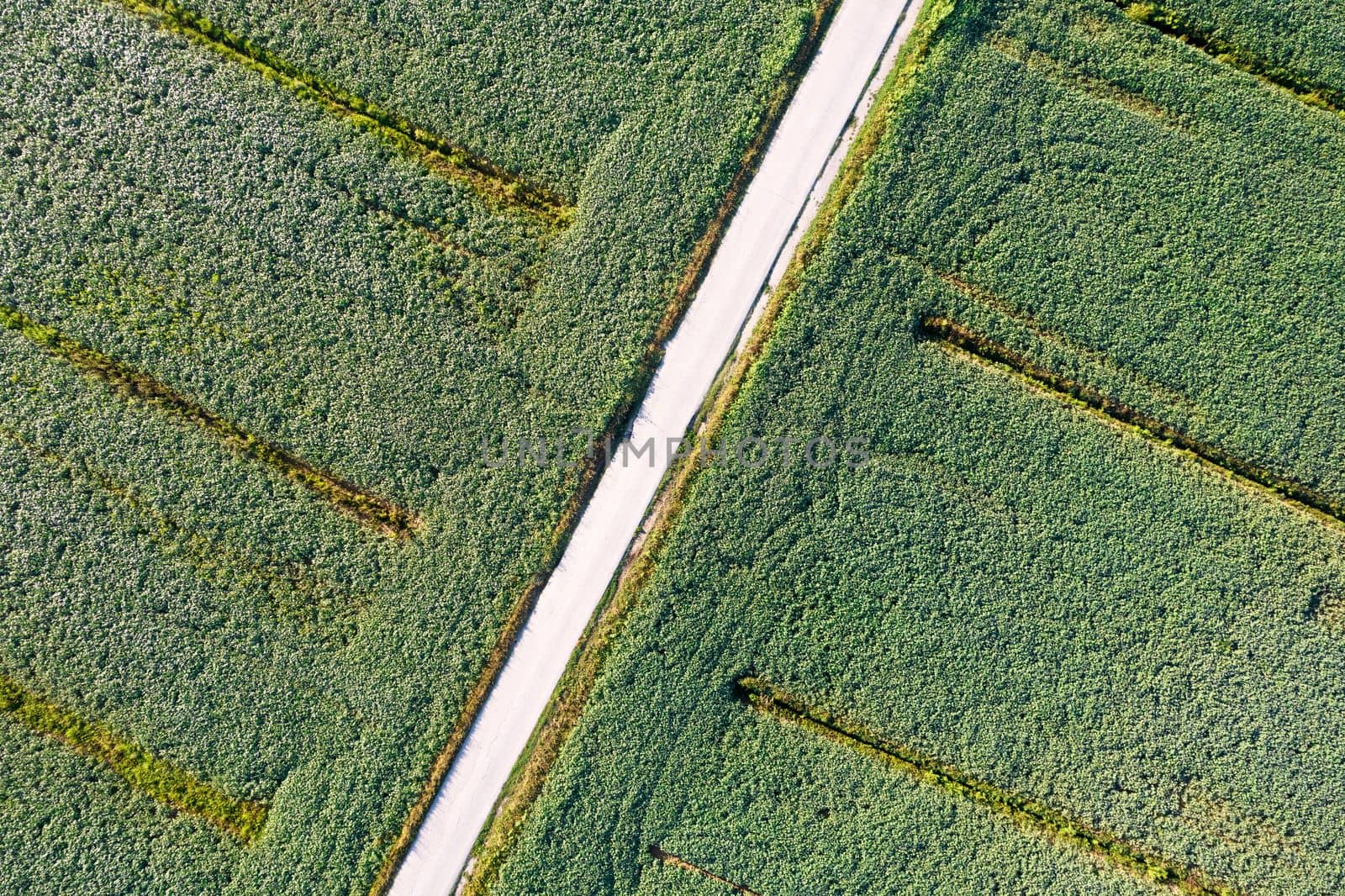 Aerial photographic documentation of a field dedicated to the cultivation of soybeans