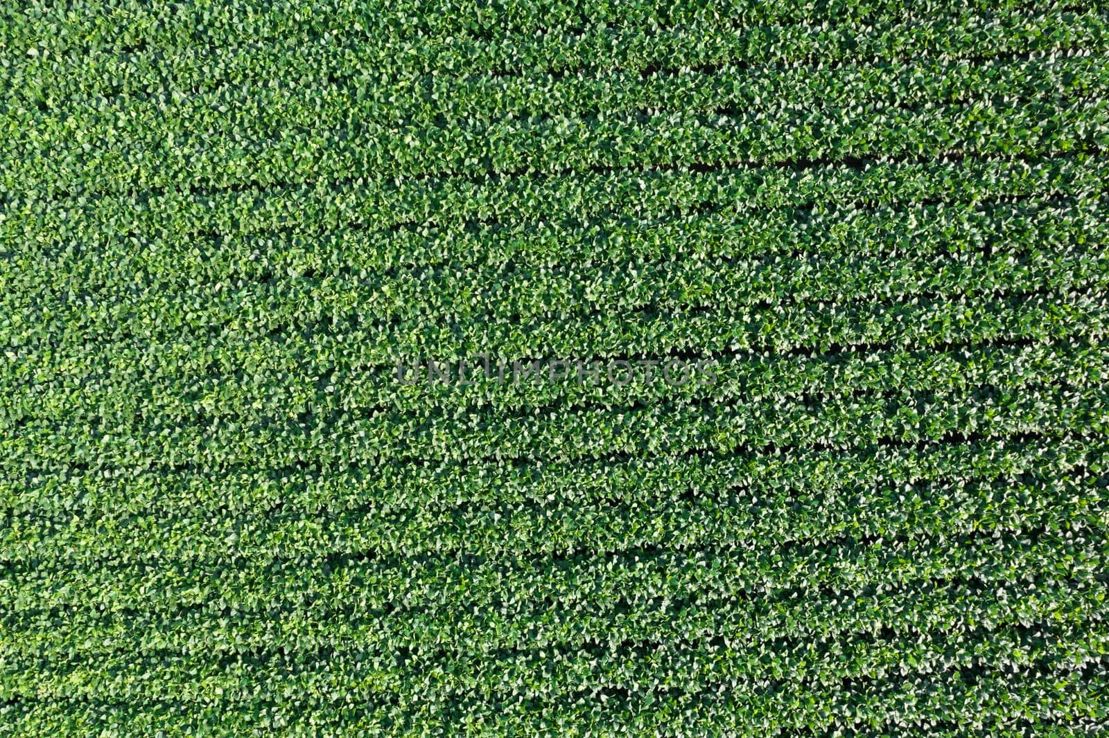 Aerial photographic documentation of a field dedicated to the cultivation of soybeans