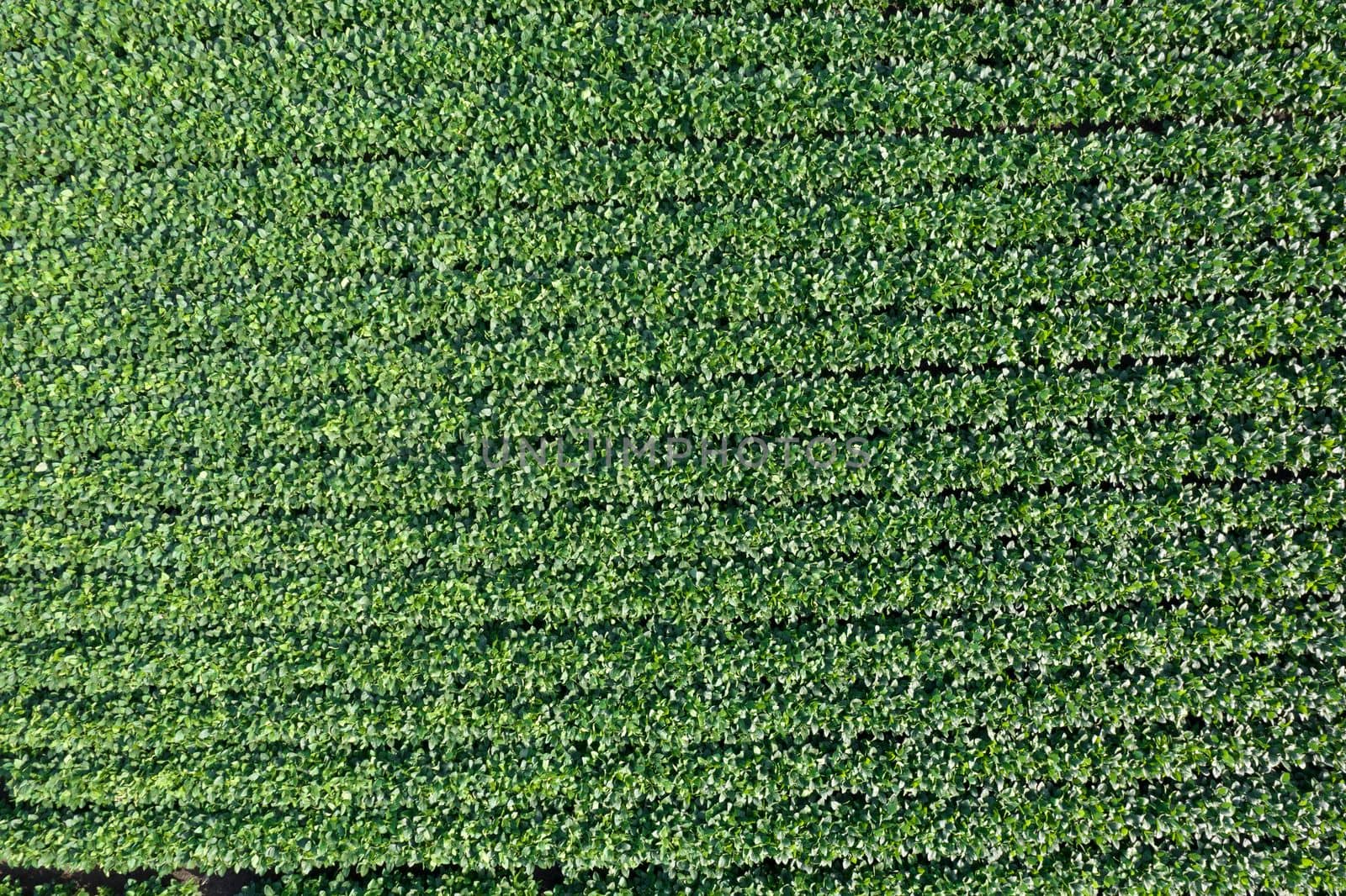 Aerial view of a field dedicated to soybean cultivation by fotografiche.eu