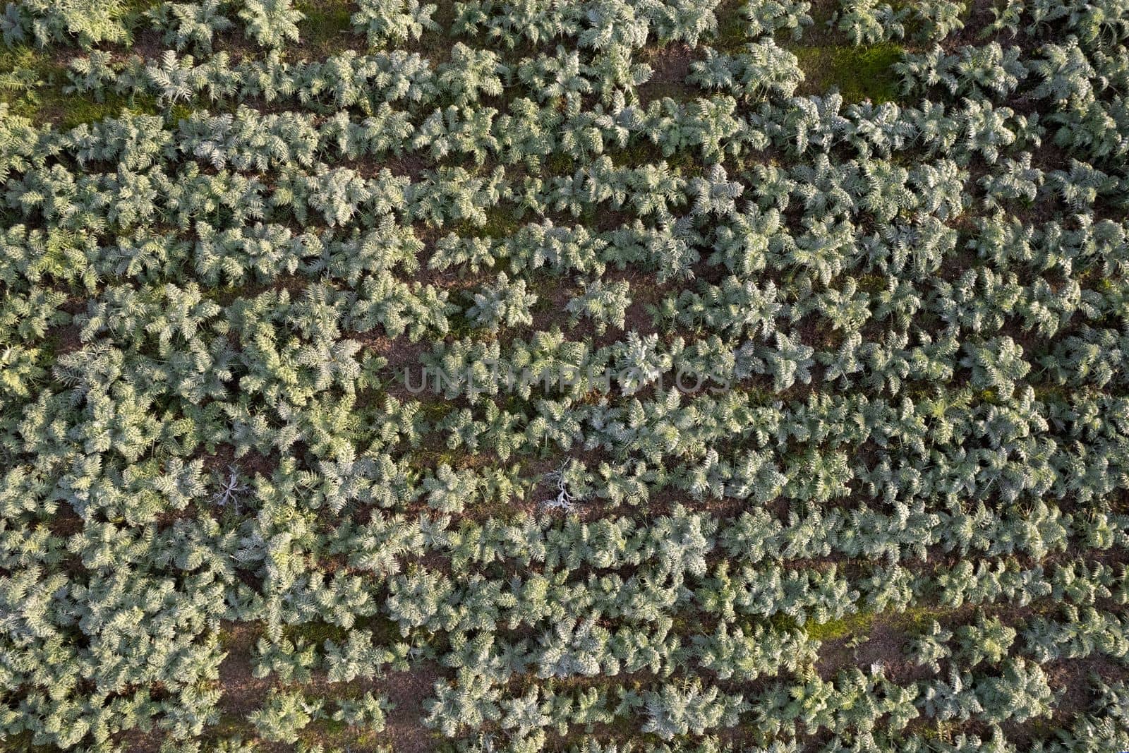 Aerial photographic documentation of a field planted with hunchback thistle winter vegetables 