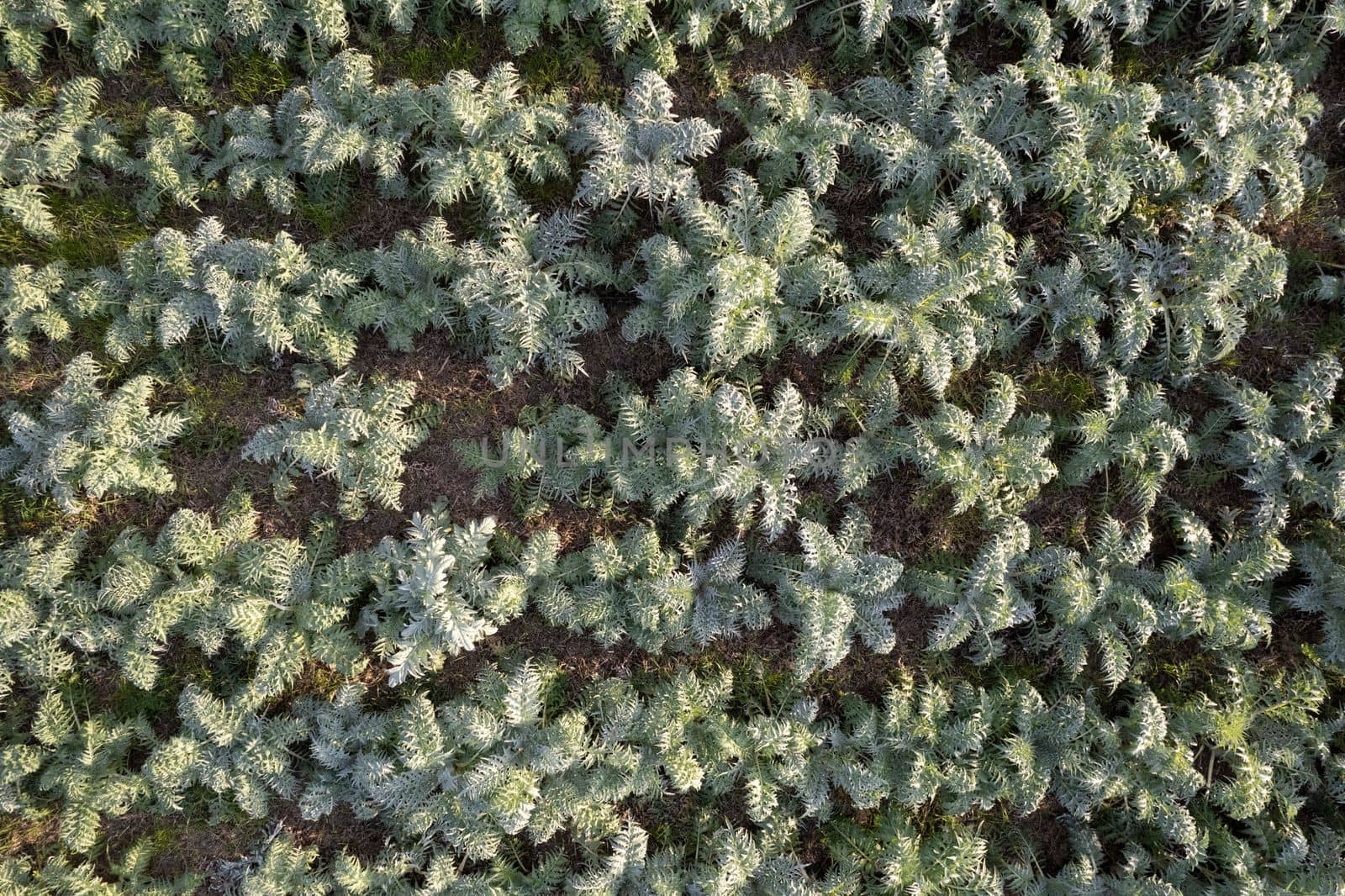 Aerial view of a growing hunchback thistle winter vegetable  by fotografiche.eu