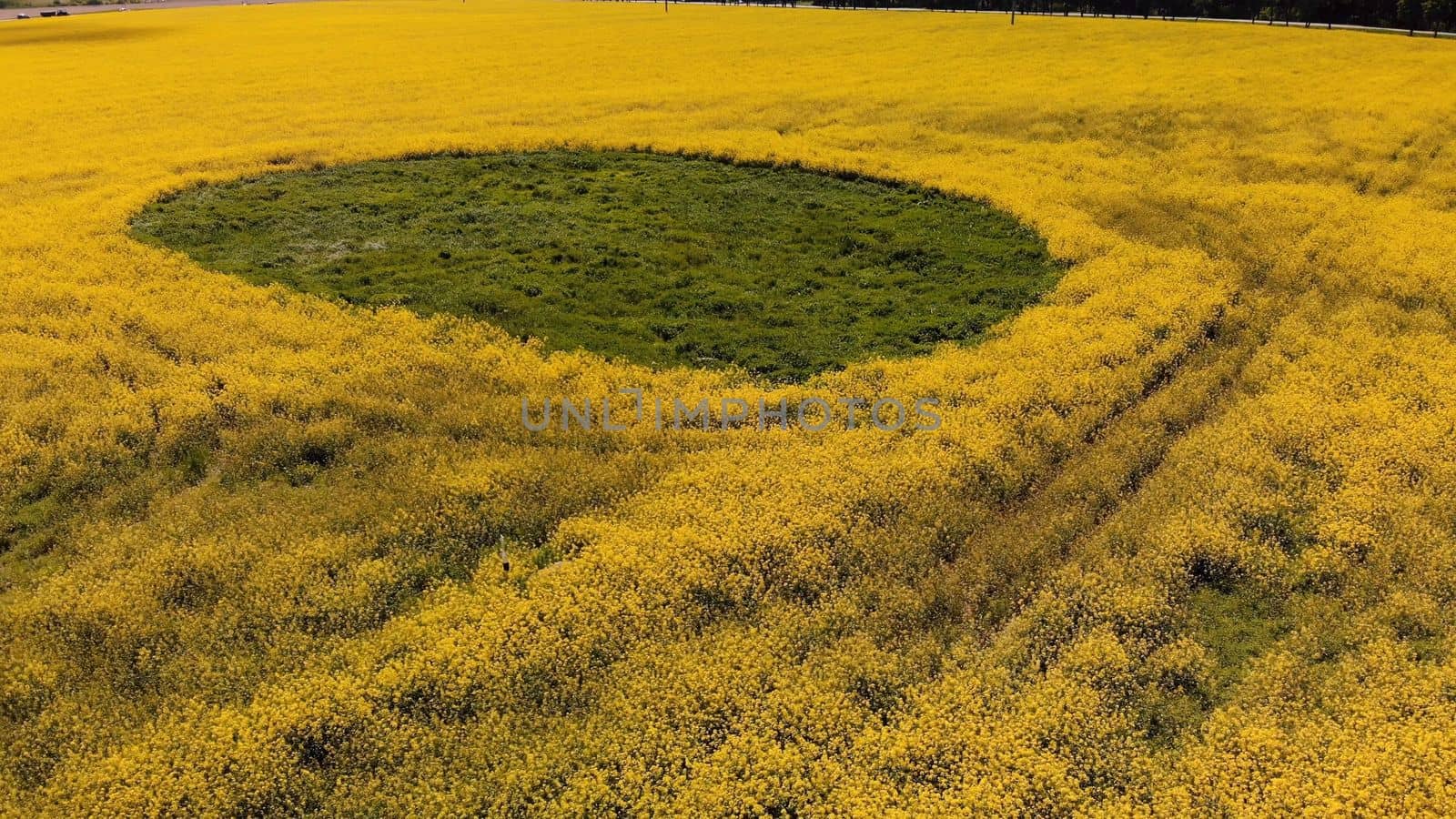 A wetland spot in a field of rapeseed. Drone view