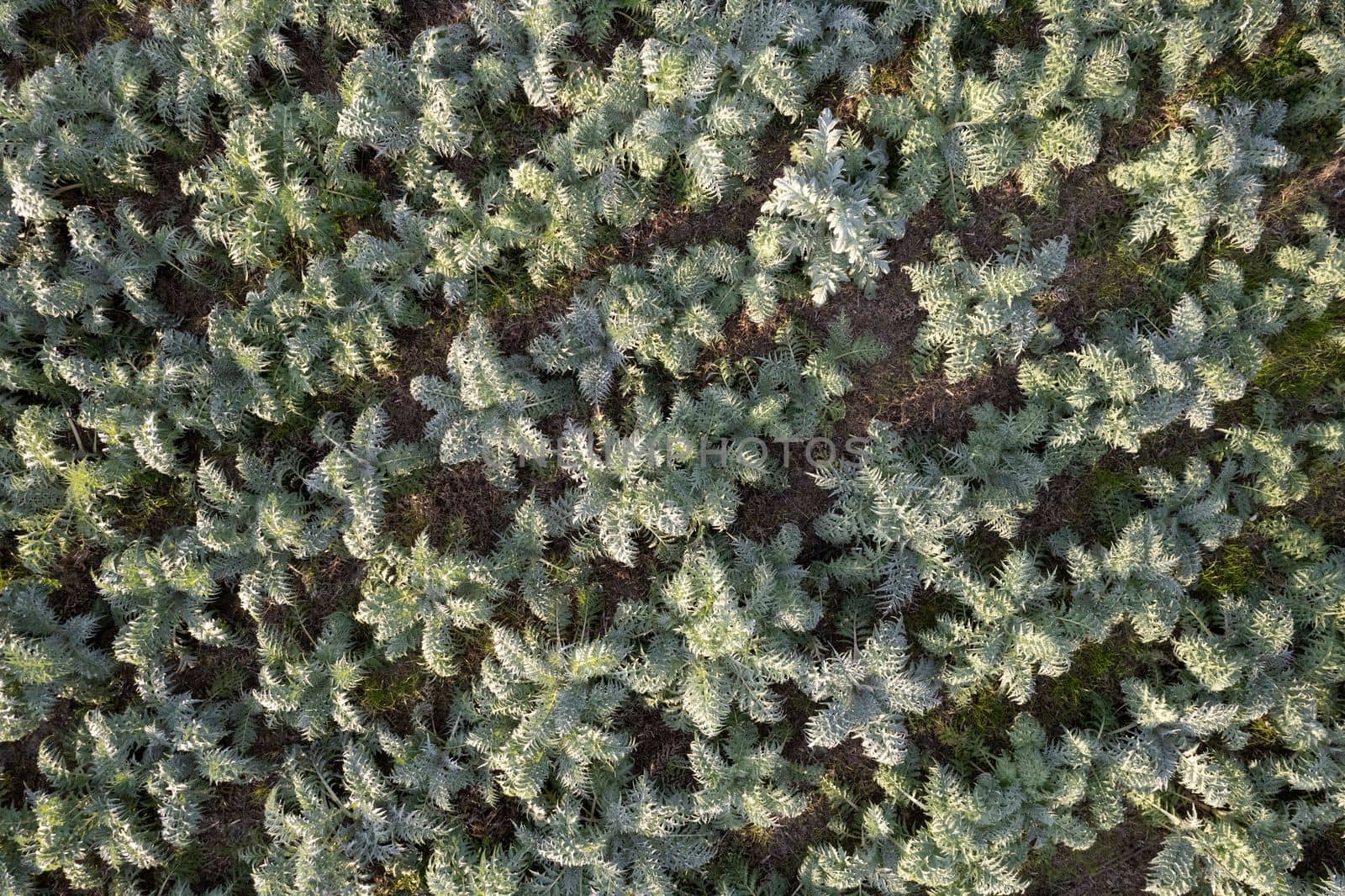 Aerial view of a growing hunchback thistle winter vegetable  by fotografiche.eu