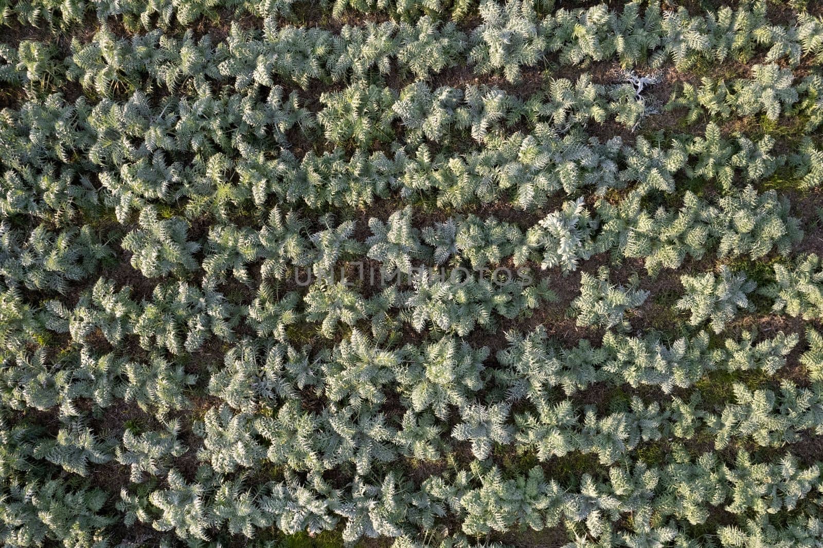 Aerial photographic documentation of a field planted with hunchback thistle winter vegetables 