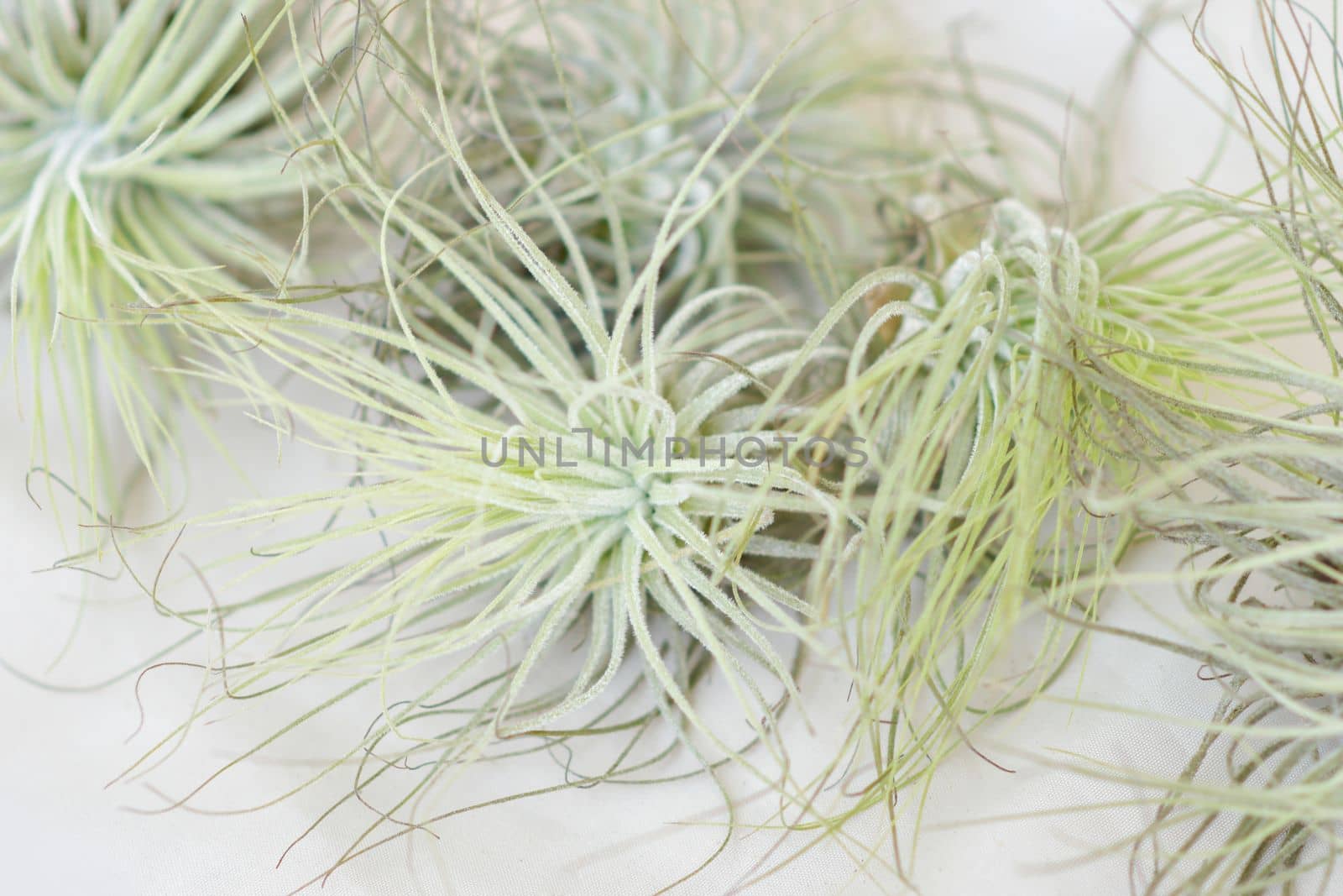 Green tillandsia air plants on a white background
