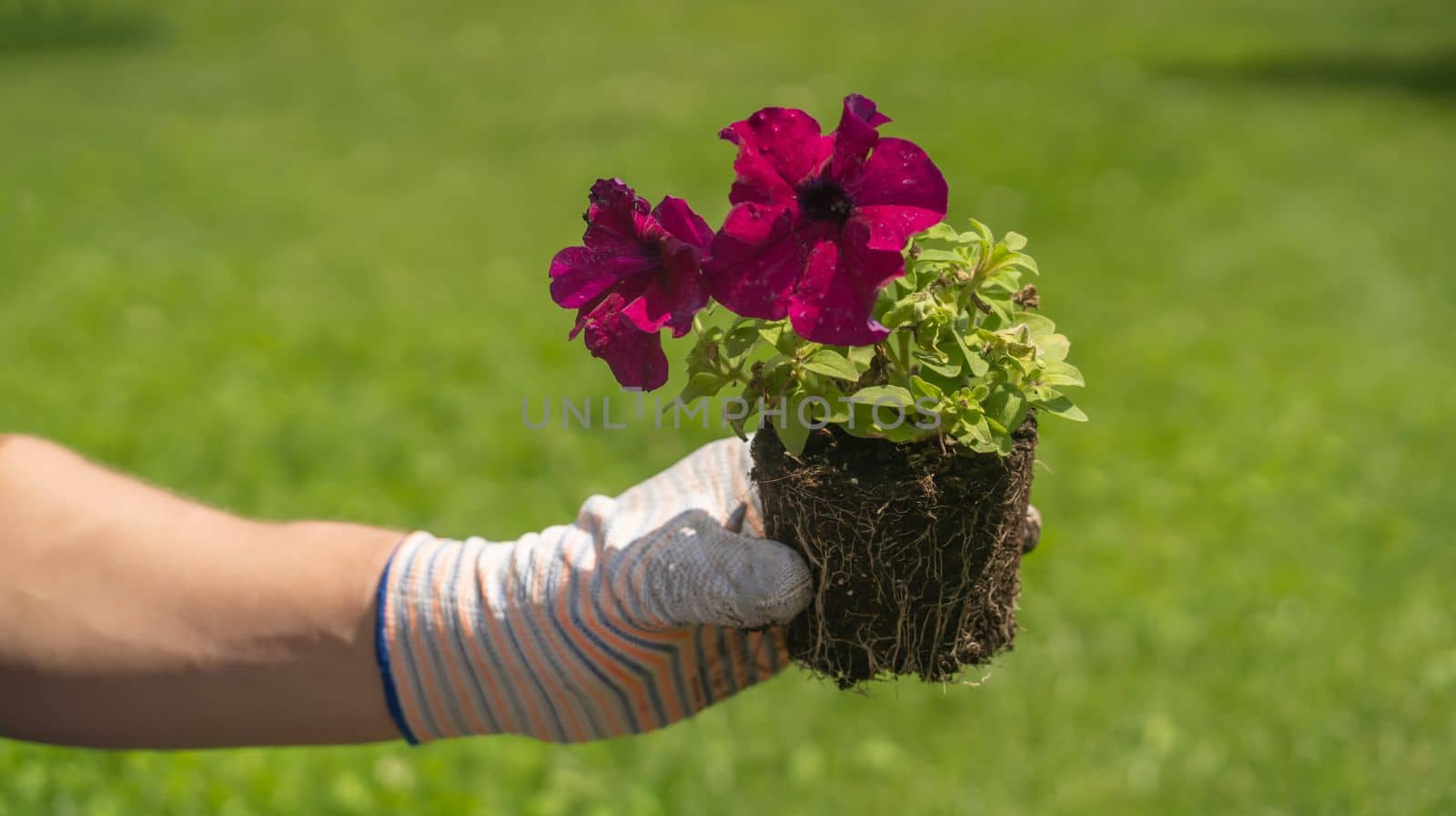 A closeup of hands in gloves engaged in gardening work, preparing the earth in a garden for planting flower seedlings, plant seeds. A professional gardener cultivates plants, farms penutia seedlings on a sunny day.