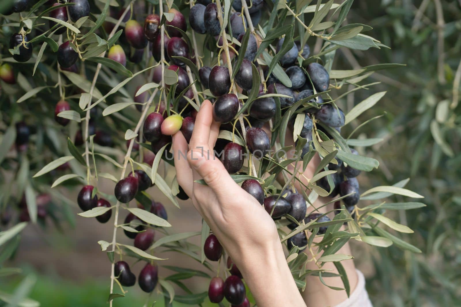 A female hand holds an olive branch with ripe juicy dark olives in the garden during the harvest, the girl is engaged in farming and growing olive trees.