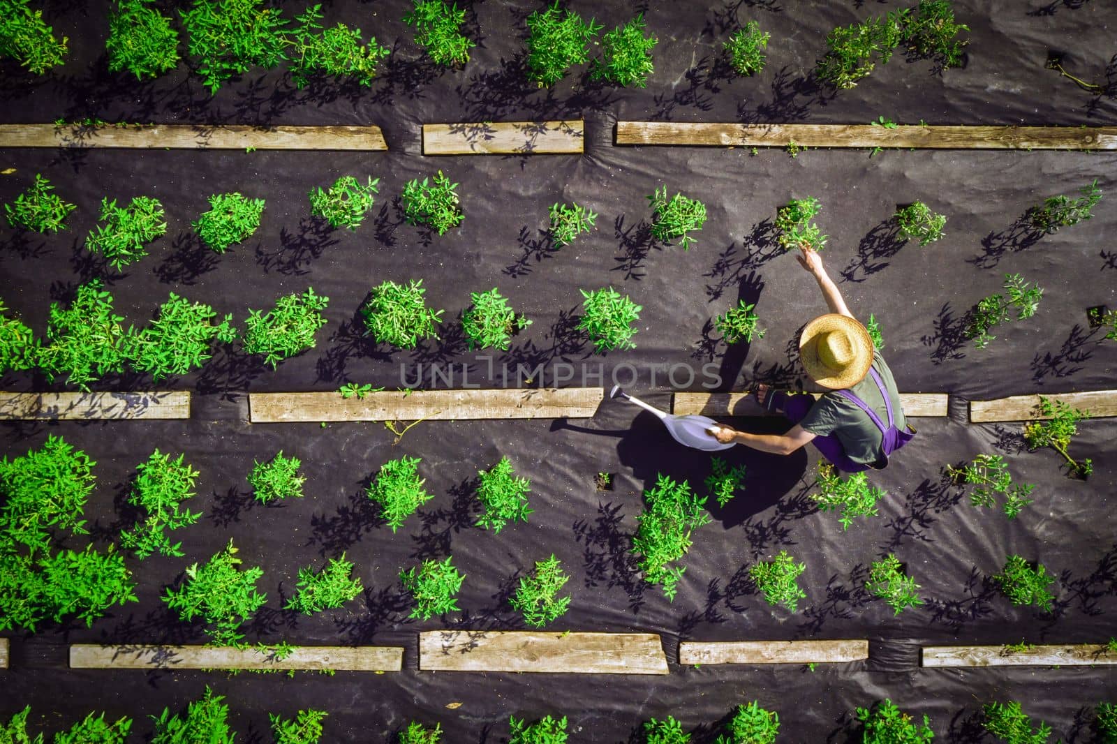 A young man in a straw hat is standing in the middle of his beautiful green garden, covered in black garden membrane, view from above. A gardener is watering the plants, tomatoes with watering can