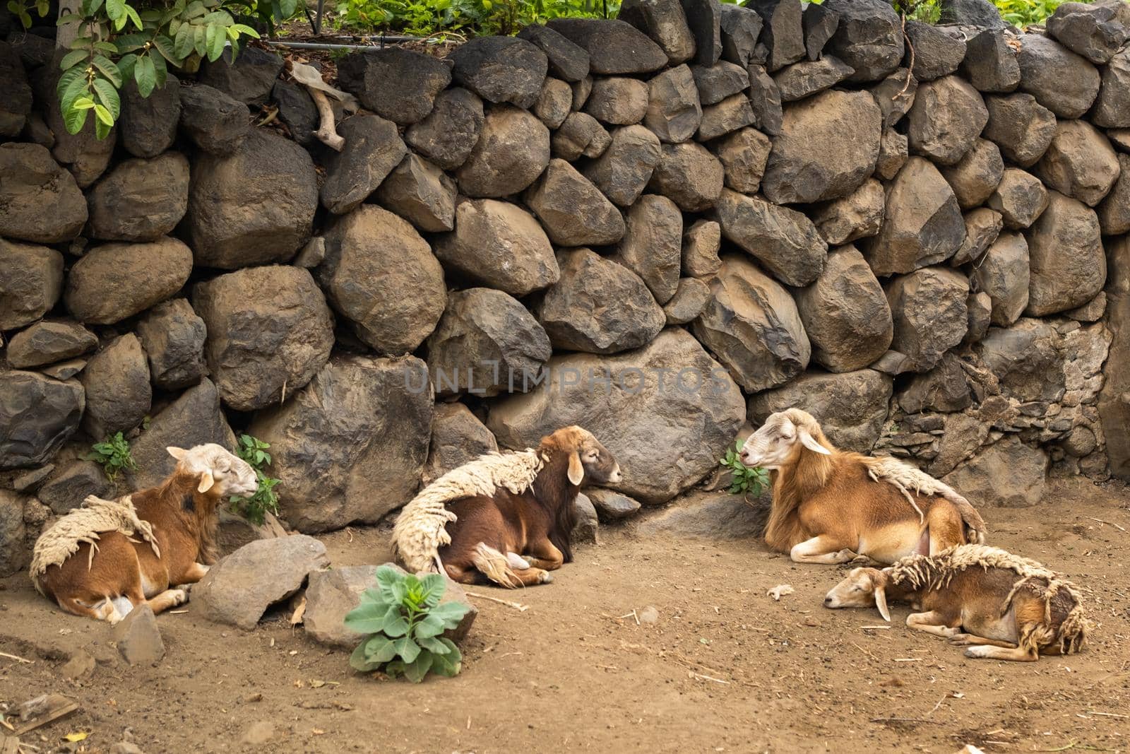 Sheep mostly rest on the island of Tenerife. Sheep in the Canary Islands.
