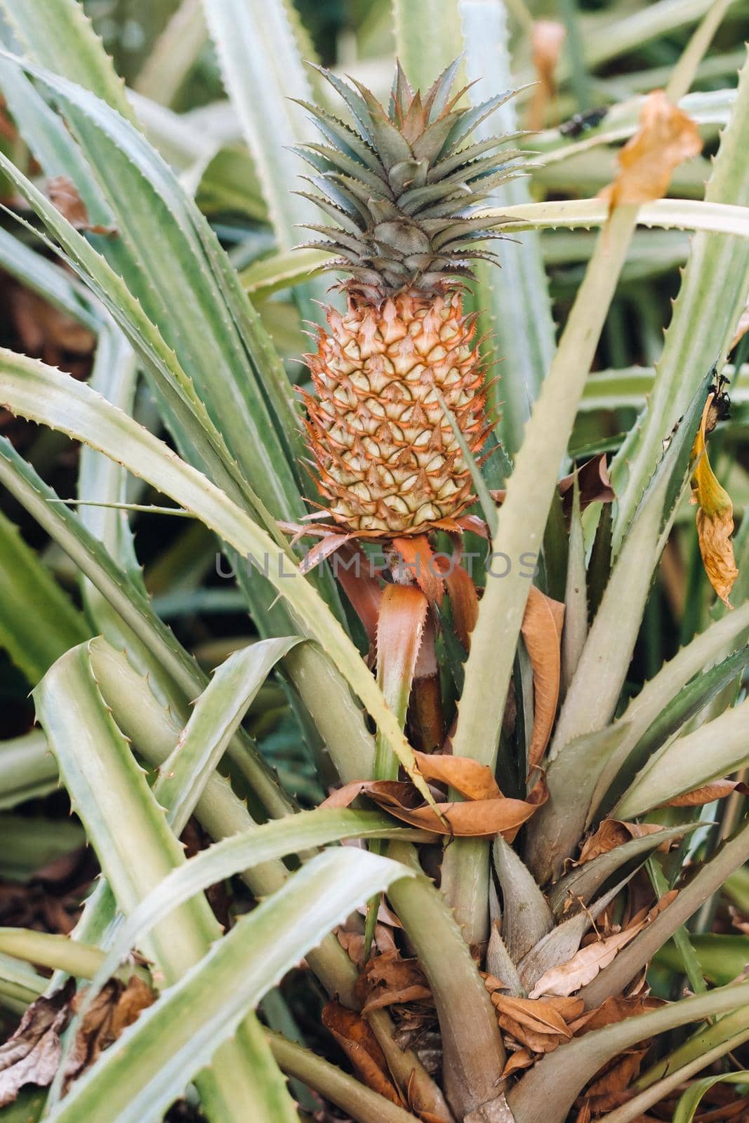 The pineapple on the clump has pink eyes. Pineapple trees grow tropical fruit in the pineapple plantation gardens. by Lobachad
