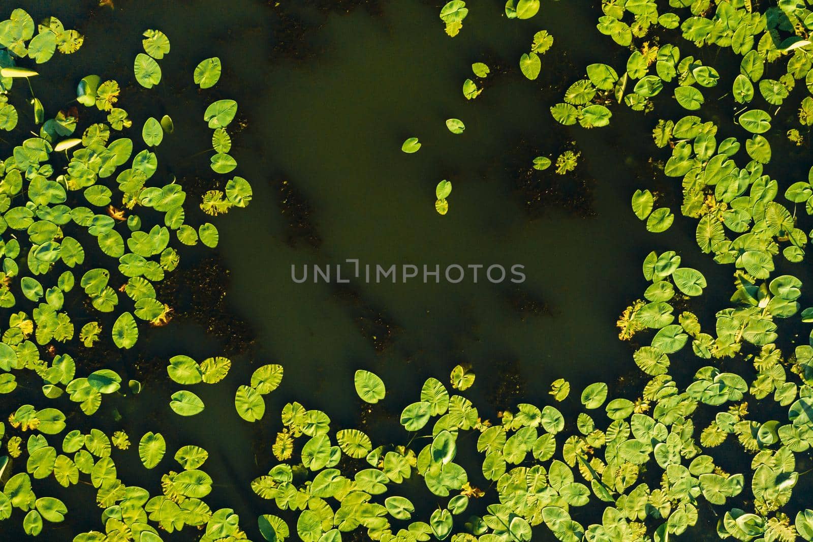 Top view of the Svisloch river in the city's Loshitsa Park with lilies at sunset.Beautiful nature of Belarus