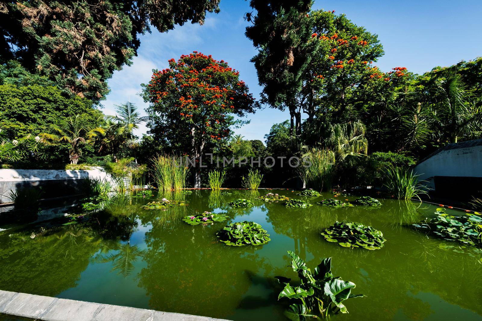 lake with lilies in the park in Puerto de la Cruz. North Tenerife, Canary Islands, Spain,