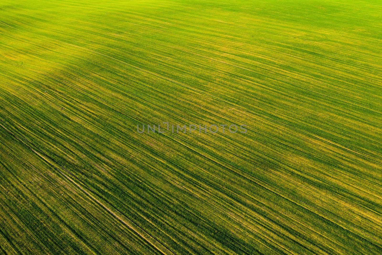 Bird's-eye view of a green field .Sowing campaign in Belarus.Nature Of Belarus.Own green field at sunset by Lobachad