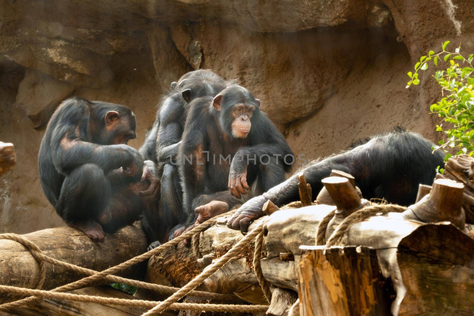 A family of monkeys sits in Loro Park, Puerto de La Cruz, Santa Cruz de Tenerife, Canary Islands, Spain.,