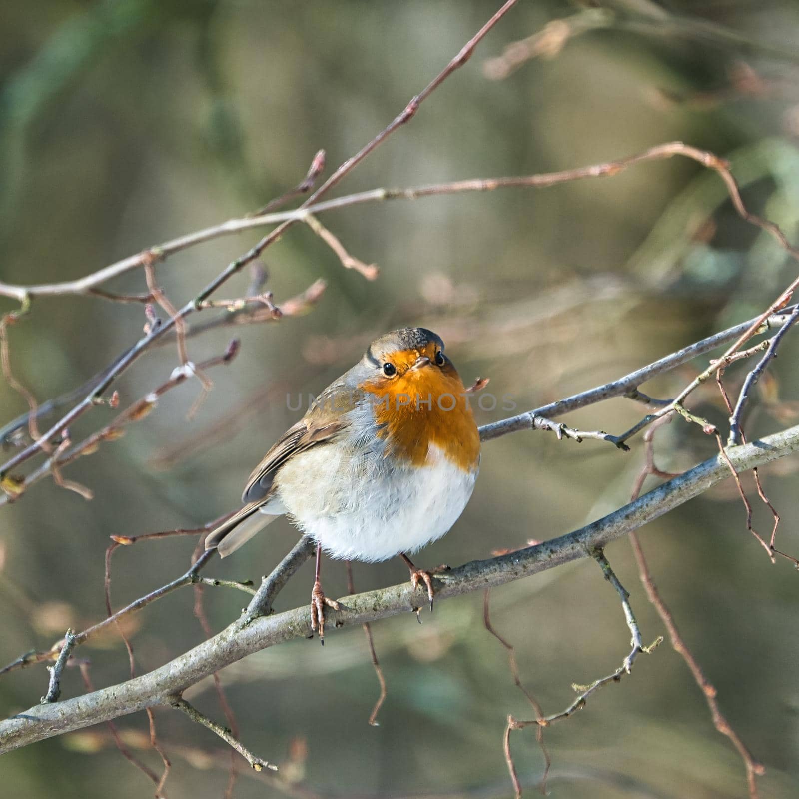 single robin at a sunny and cold winterday on a tree