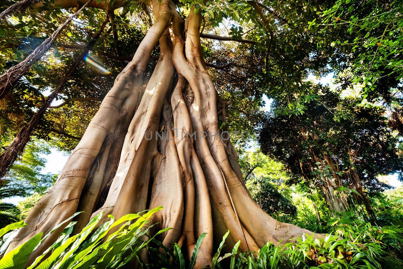 Ficus tree in a park in Puerto de la Cruz. Northern Tenerife, Canary Islands, Spain.
