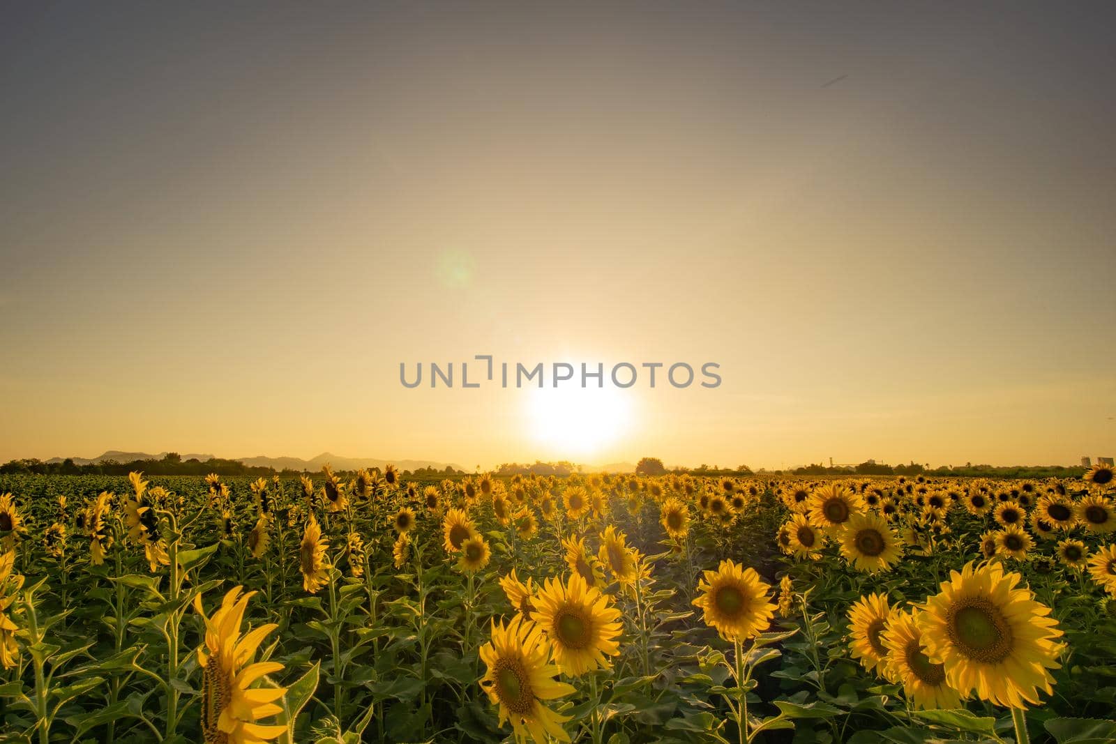 Evening sunset In the sunflower garden