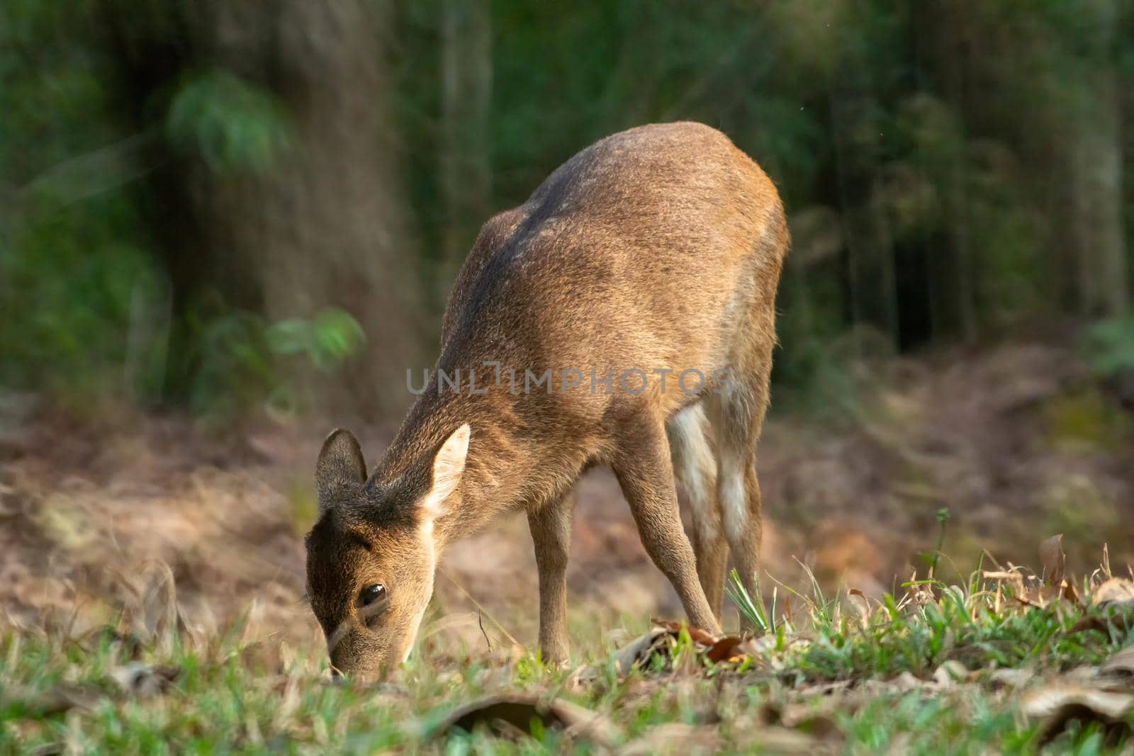 Natural deer in Thung Kramang Wildlife Sanctuary, Chaiyaphum Province, Thailand