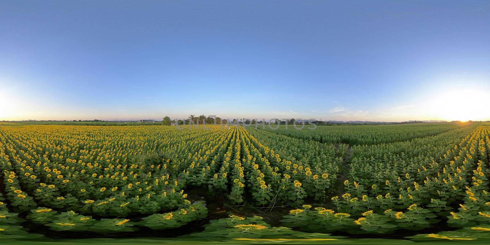 Panorama VR 360, Evening sunset In the sunflower garden by put3d