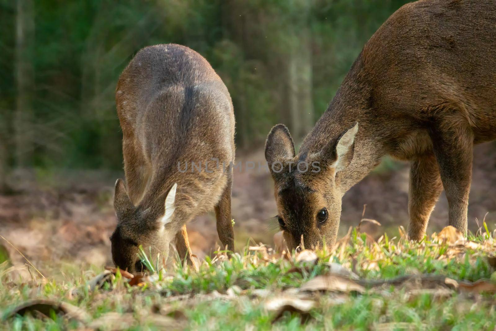 Natural deer in Thung Kramang Wildlife Sanctuary, Chaiyaphum Province, Thailand