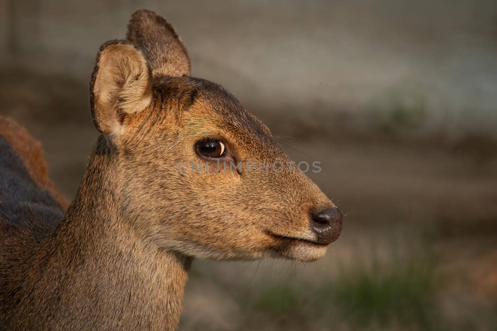 Natural deer in Thung Kramang Wildlife Sanctuary, Chaiyaphum Province, Thailand