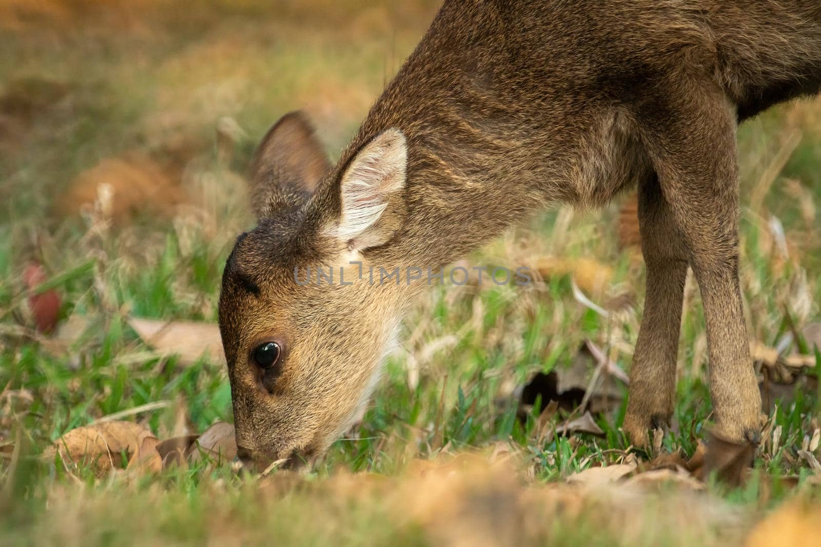 Natural deer in Thung Kramang Wildlife Sanctuary, Chaiyaphum Province, Thailand