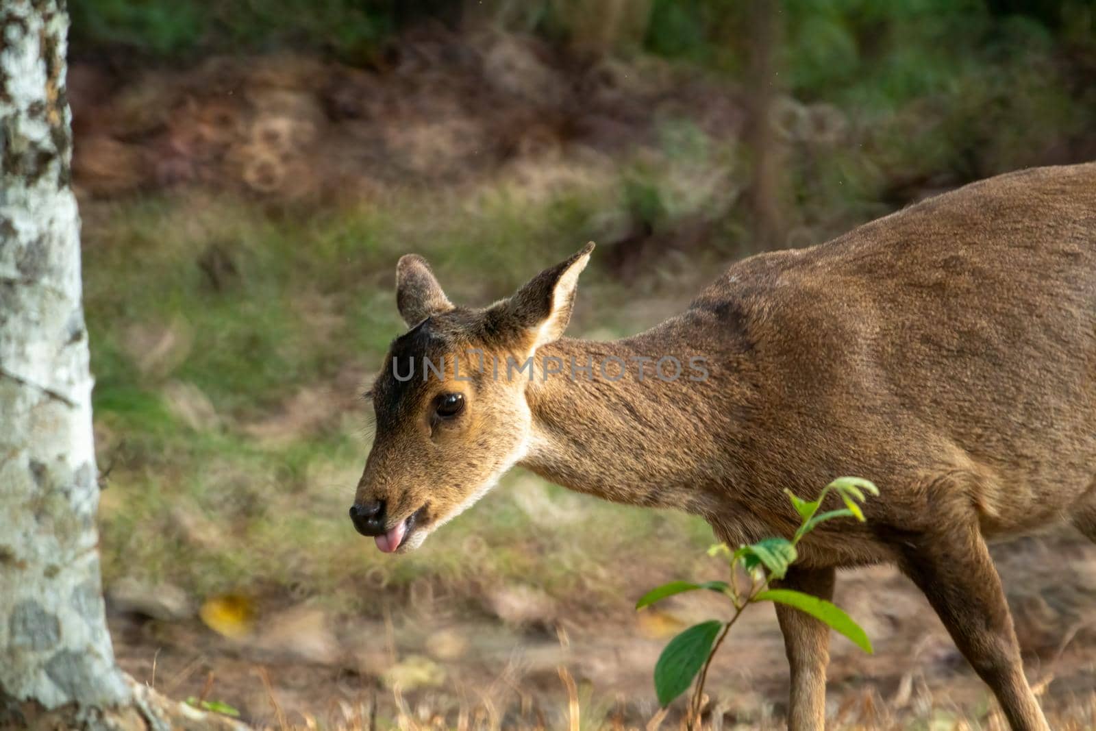 Natural deer in Thung Kramang Wildlife Sanctuary, Chaiyaphum Province, Thailand